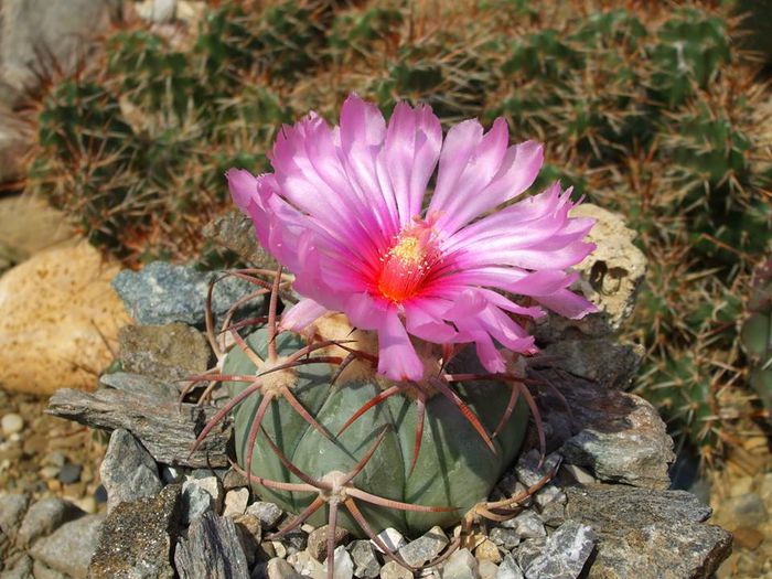1238806_540491999338898_62360275_n - Cactusi 2014
