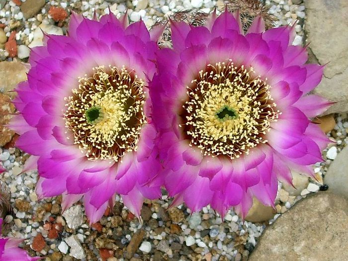 Echinocereus reichenbachi JRT 301 Barber .CO Kansas...