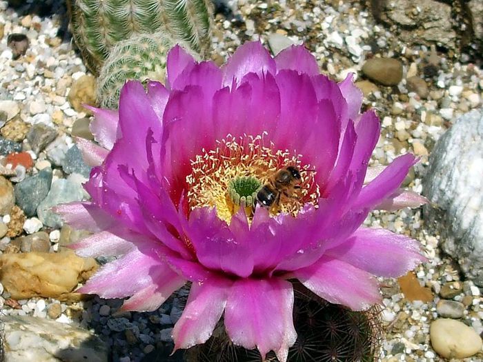 Echinocereus reichenbachi - a flower and ... a bee !