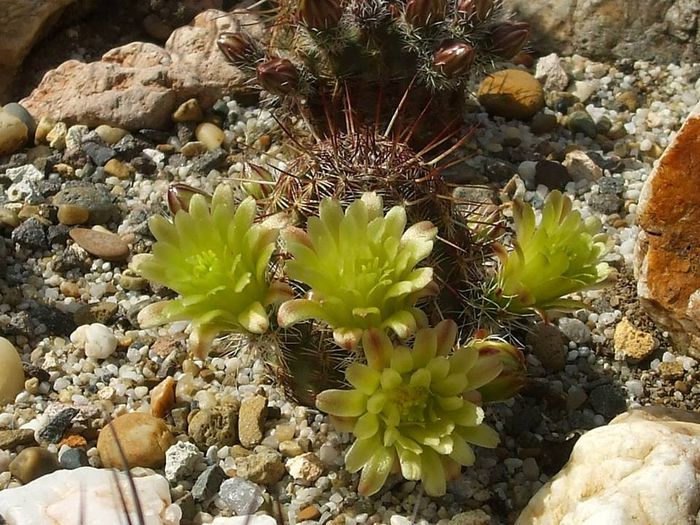 Echinocereus viridiflorus RP 65 - Cactusi 2014
