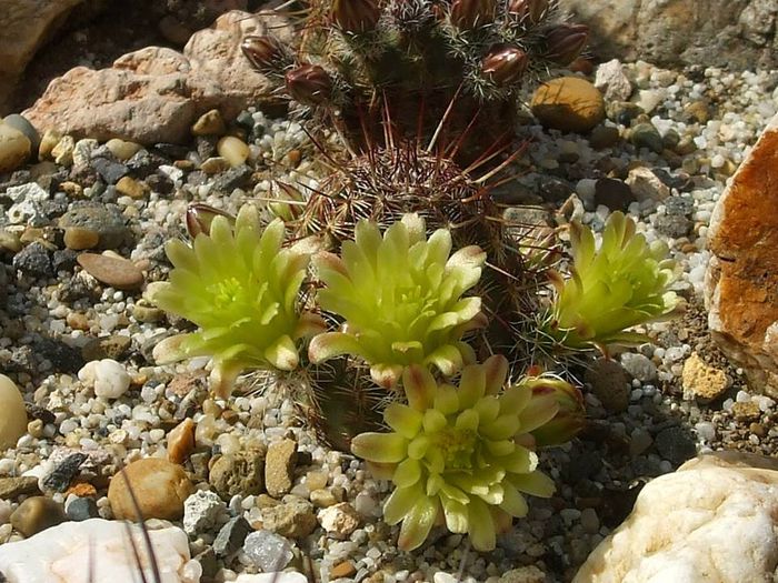 Echinocereus viridiflorus RP 65