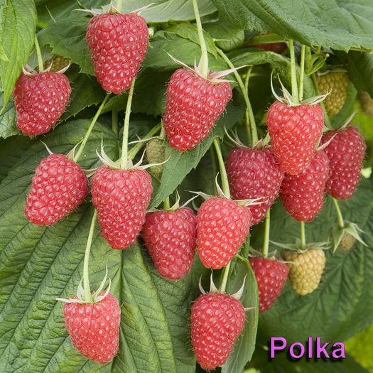 POLK21-info925; Zmeura soi Polka
