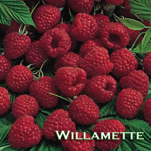 willamete111-info830; Zmeura soi Willamete
