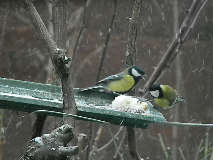 DSCN1038 - PITIGOII_3