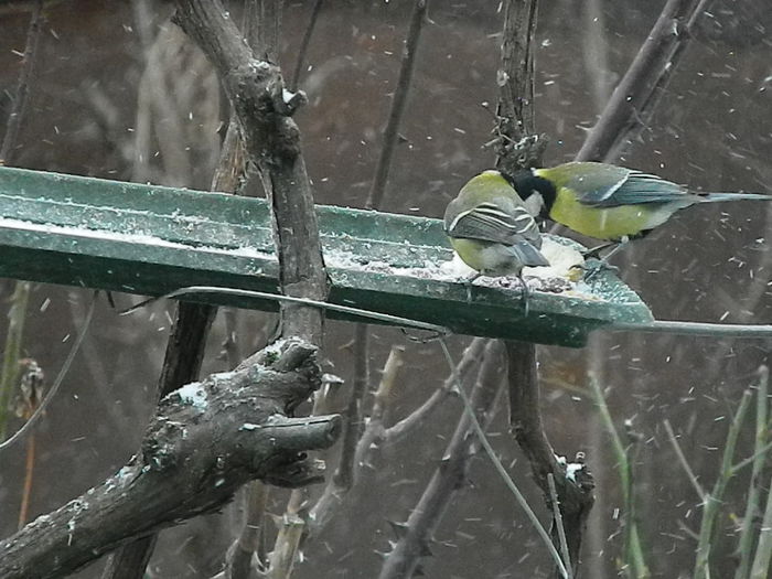 DSCN1044 - PITIGOII_3