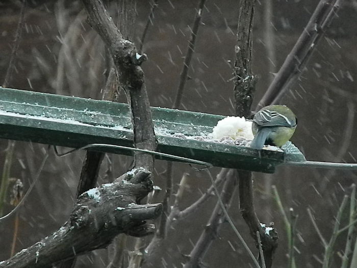 DSCN1047 - PITIGOII_3