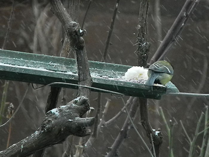 DSCN1048 - PITIGOII_3