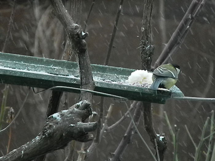 DSCN1049 - PITIGOII_3