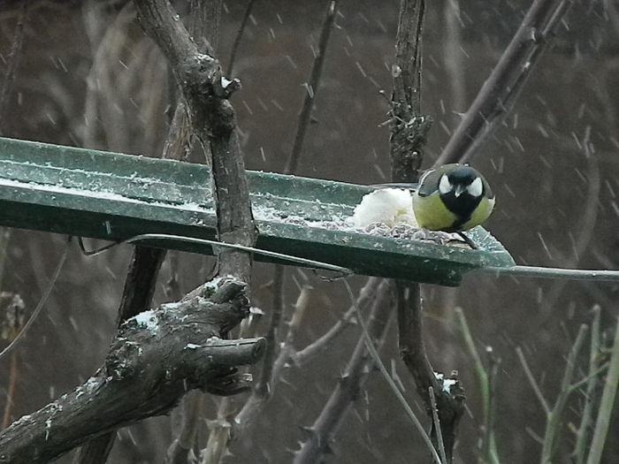 DSCN1051 - PITIGOII_3