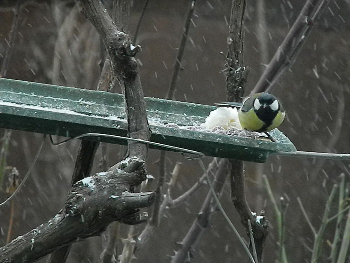 DSCN1052 - PITIGOII_3