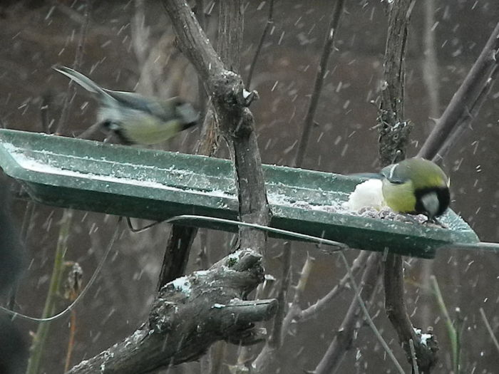 DSCN1057 - PITIGOII_3