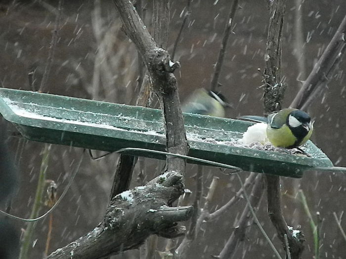 DSCN1058 - PITIGOII_3