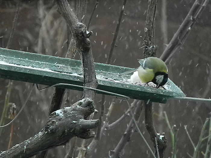 DSCN1079 - PITIGOII_3