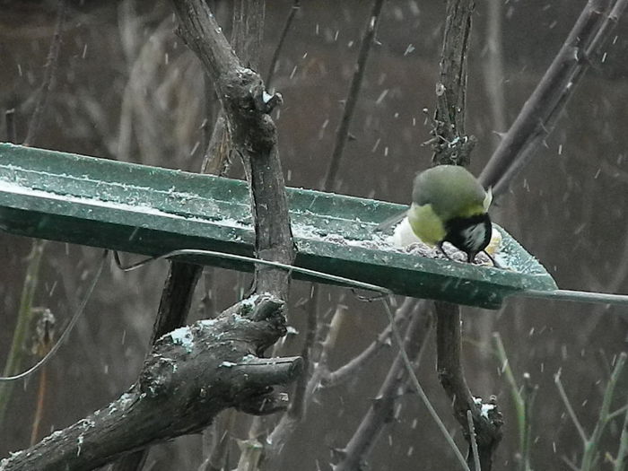 DSCN1080 - PITIGOII_3