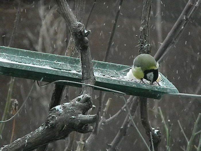 DSCN1081 - PITIGOII_3