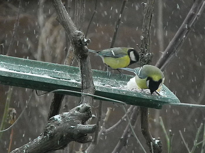 DSCN1083 - PITIGOII_3