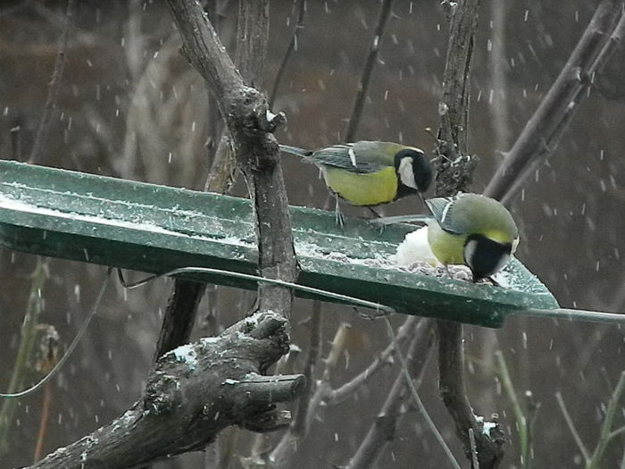 DSCN1085 - PITIGOII_3