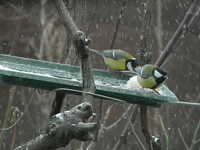 DSCN1086 - PITIGOII_3