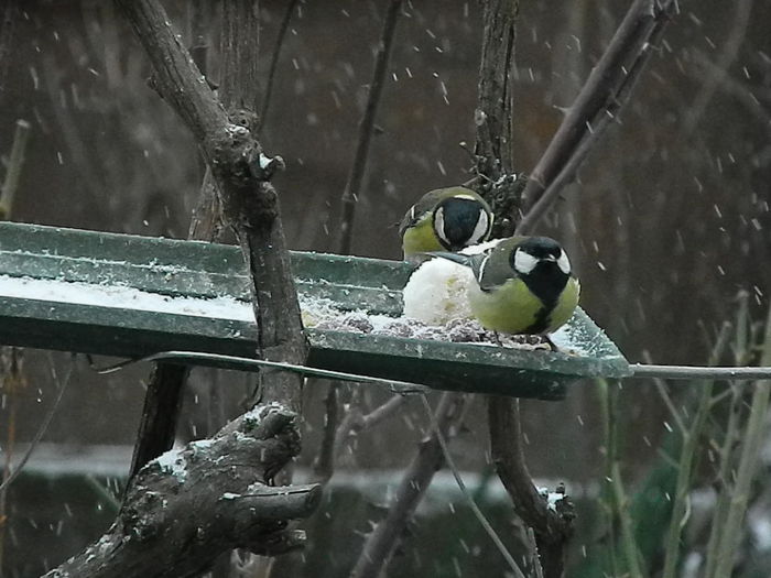 DSCN1087 - PITIGOII_3