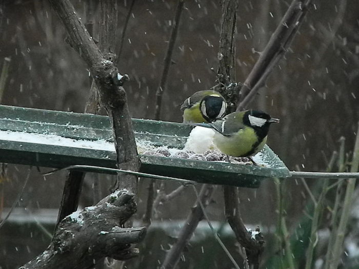 DSCN1088 - PITIGOII_3