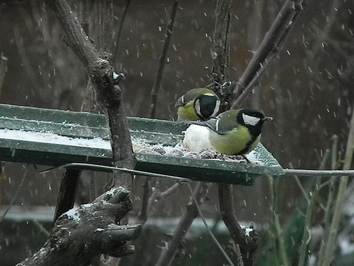 DSCN1089 - PITIGOII_3