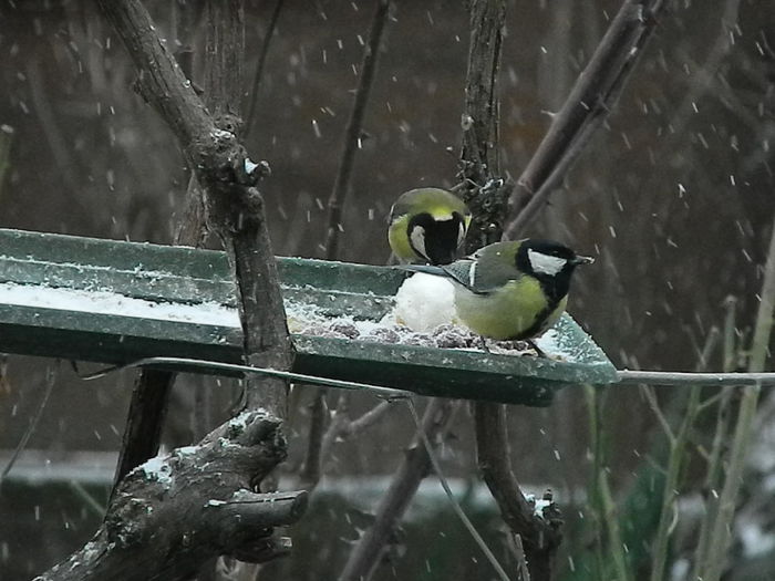 DSCN1090 - PITIGOII_3