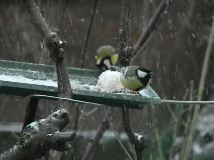 DSCN1091 - PITIGOII_3