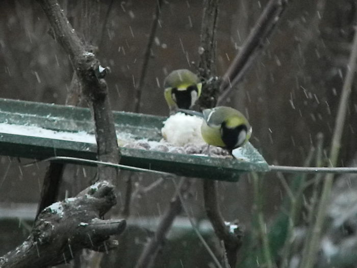 DSCN1092 - PITIGOII_3