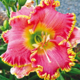 hemerocallis diva s choise, teapa; era alt heme :(
