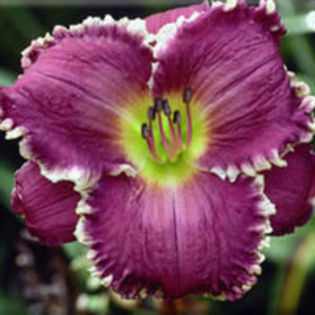 hemelocallis face of the star - j colectie hemerocallis hosta hortensii