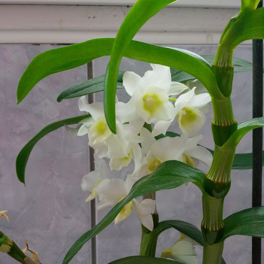 DENDROBIUM ALB - ORHIDEE 2015