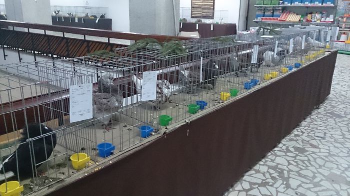 DSC_0950 - expo PItesti 12-14 decembrie 2015