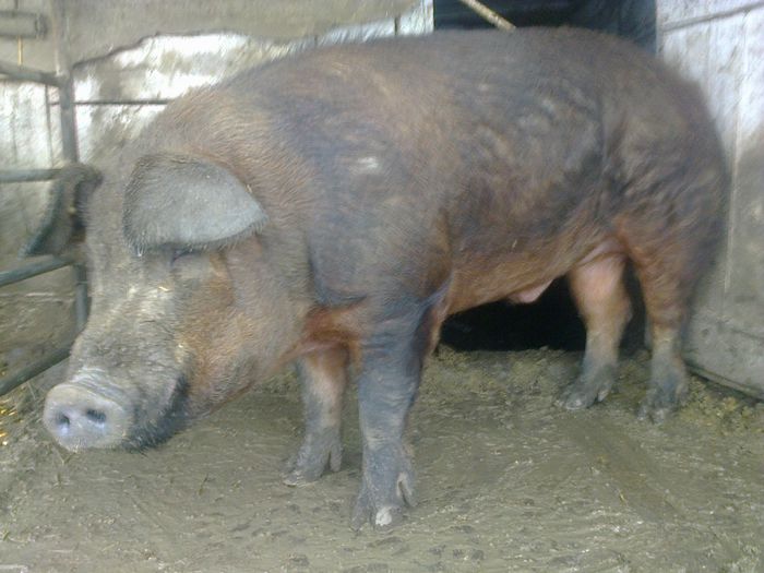 DE VANZARE VIER DUROC 1,7 ANI