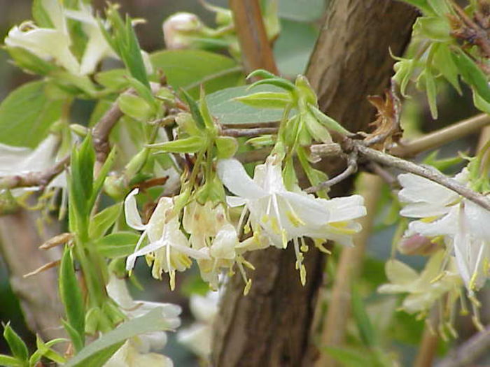 lonicera fragrantissima 30