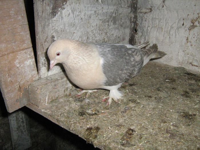 1 pereche - 30 еuro