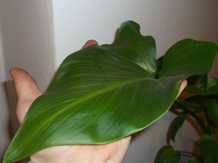 Imi acopera palma...