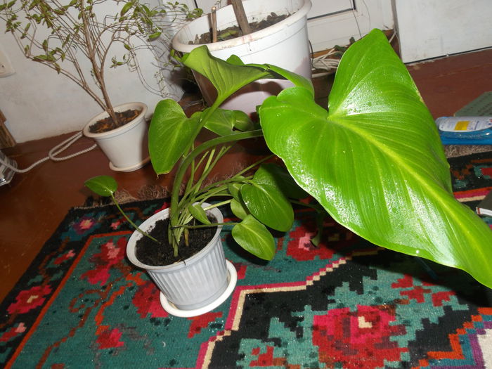 Iubeste stropita pe Frunze