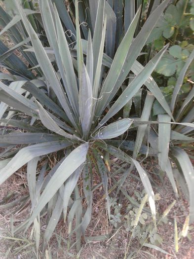 040-yucca de gradina-10lei