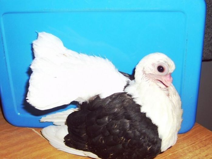 7 - Taganrog chiliki