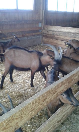 20150210_090309 - In Austria la ferma de capre