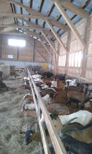 20150210_090328 - In Austria la ferma de capre