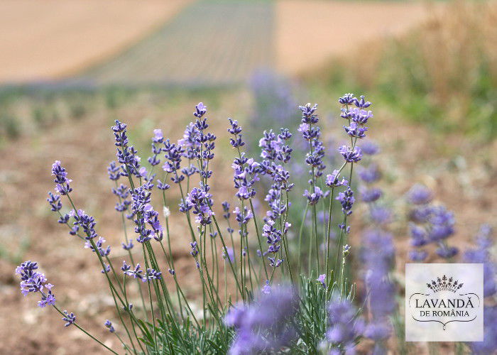 lavanda-de-romania-flori-de-lavanda - 1_ACHIZITII