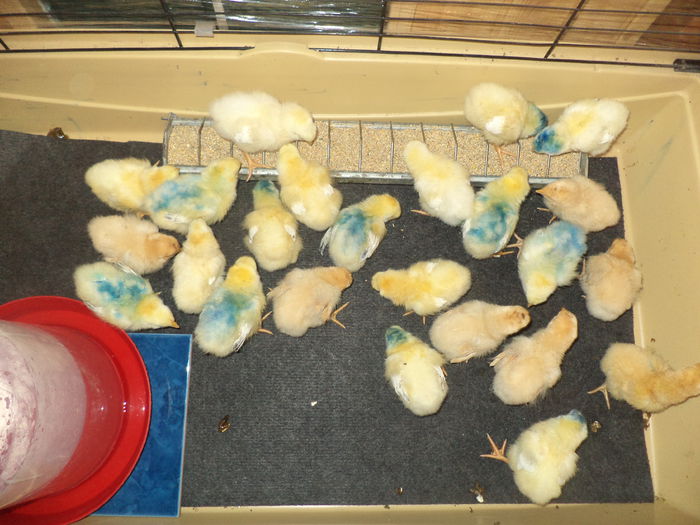 Seria 1 , 6 Feb, 7 pui Orpington Galben,17 Sussex