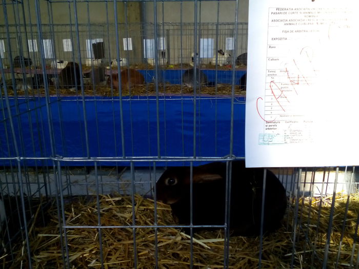 IMG_20150212_114422 - expozitia  de pasari si animale  SOMESUL DEJ 2015 februarie
