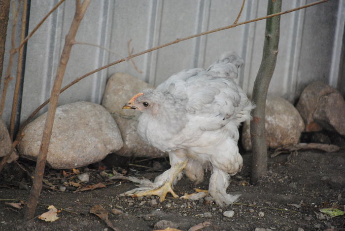 DSC_0768; PERECHE COCHINCHINA PLUS UN COCOS MDF PORTELAN DONATA LUI http://nicub2001.sunphoto.ro/
