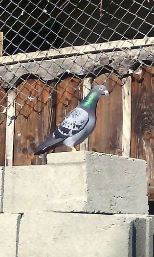 10965943_786795461399104_1691373025_n