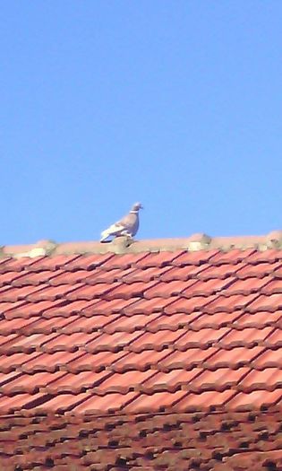 10967739_786797634732220_2025656122_n