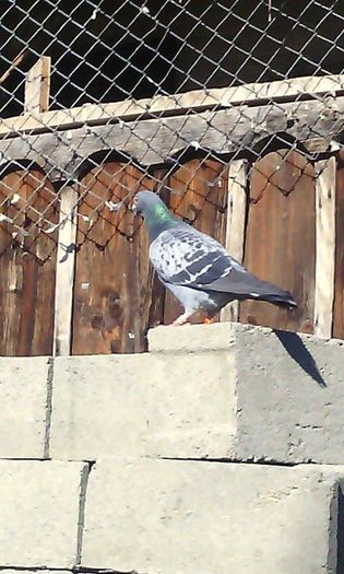 10979321_786795498065767_1249198942_n