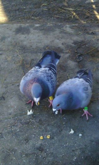 10984694_786795528065764_639751135_n