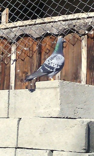 10984852_786795481399102_1134322902_n